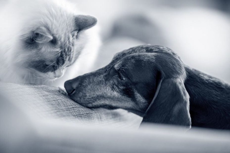 Tryggare nyår för djuren